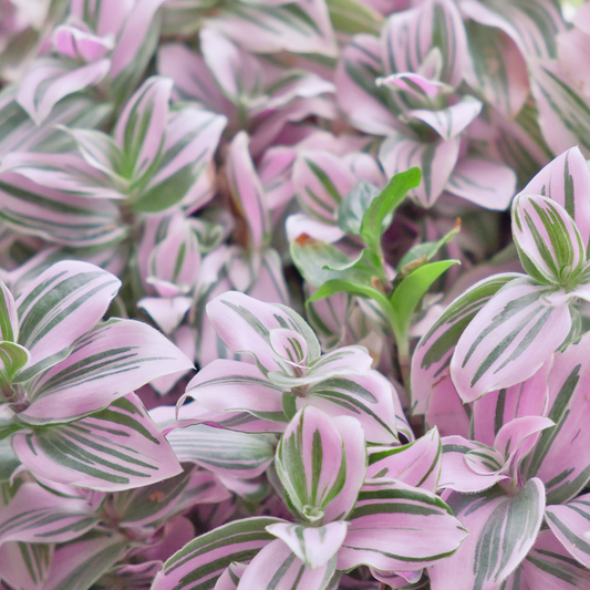 Close-up of a pink and white variegated tradescantia nanouk plant with narrow leaves and a few small green shoots emerging through the foliage.