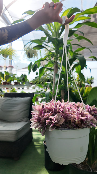 hand holding a hanging pot of tradescantia sweetness plant in a greenhouse setting