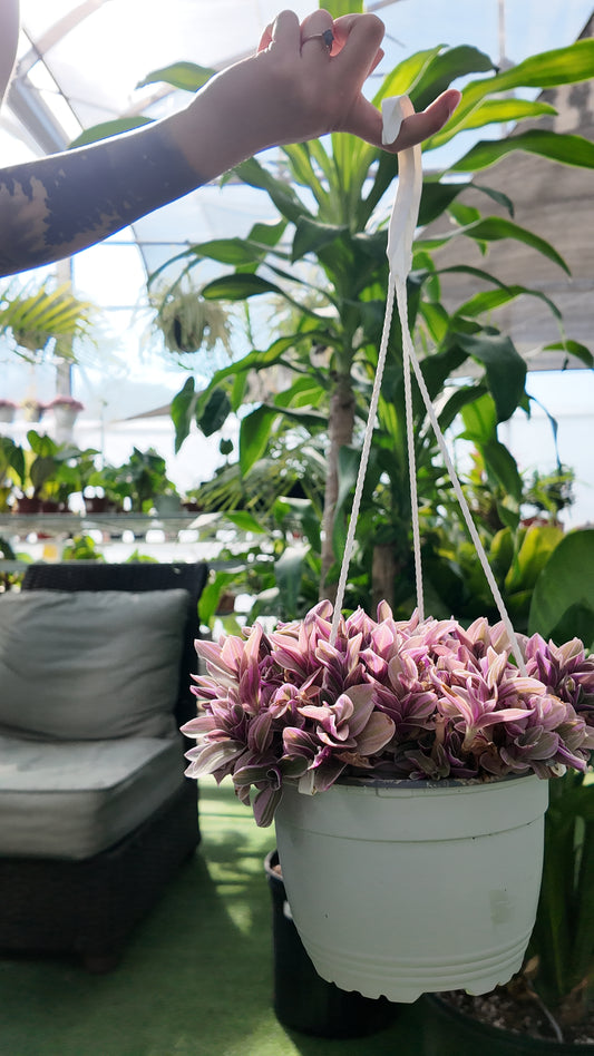hand holding a hanging pot of tradescantia sweetness plant in a greenhouse setting