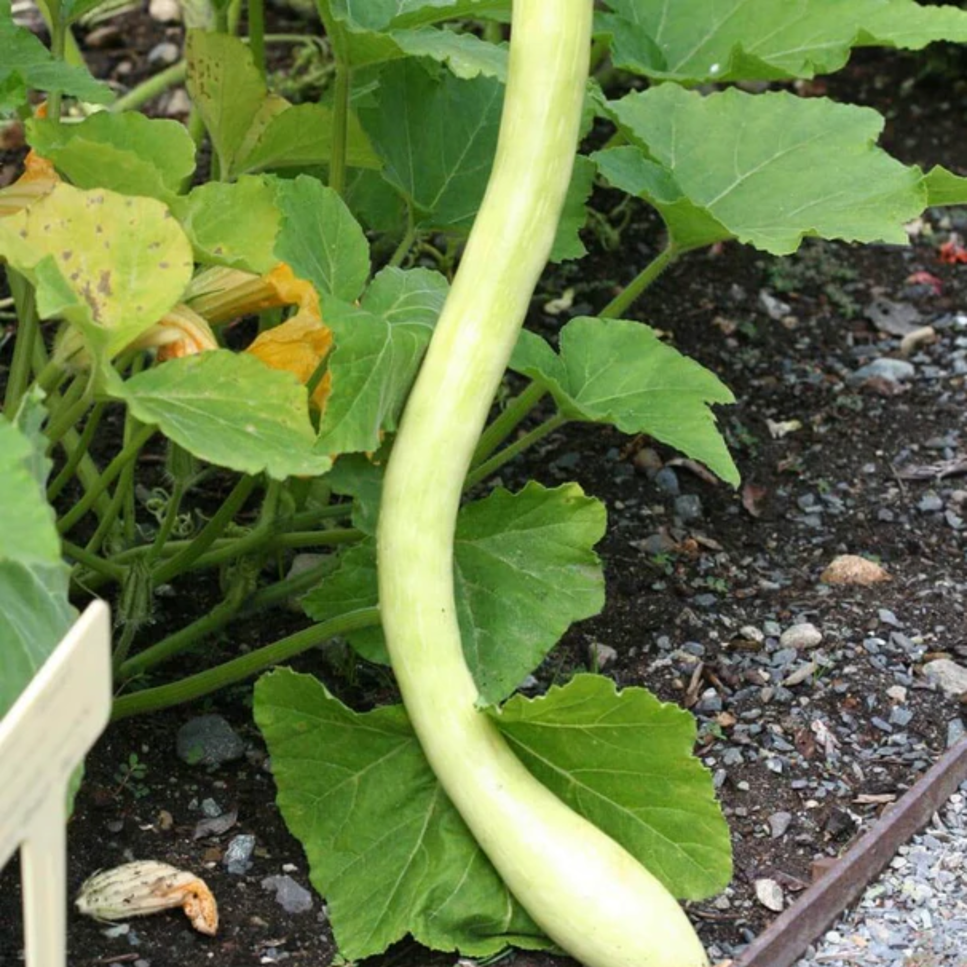 a long yellow Tromboncino summer squash growing in a garden setting