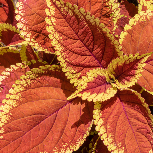 a close up overhead view of a bright orange trusty rusty coleus plants with yellow edges and dark red veining in an outdoor setting
