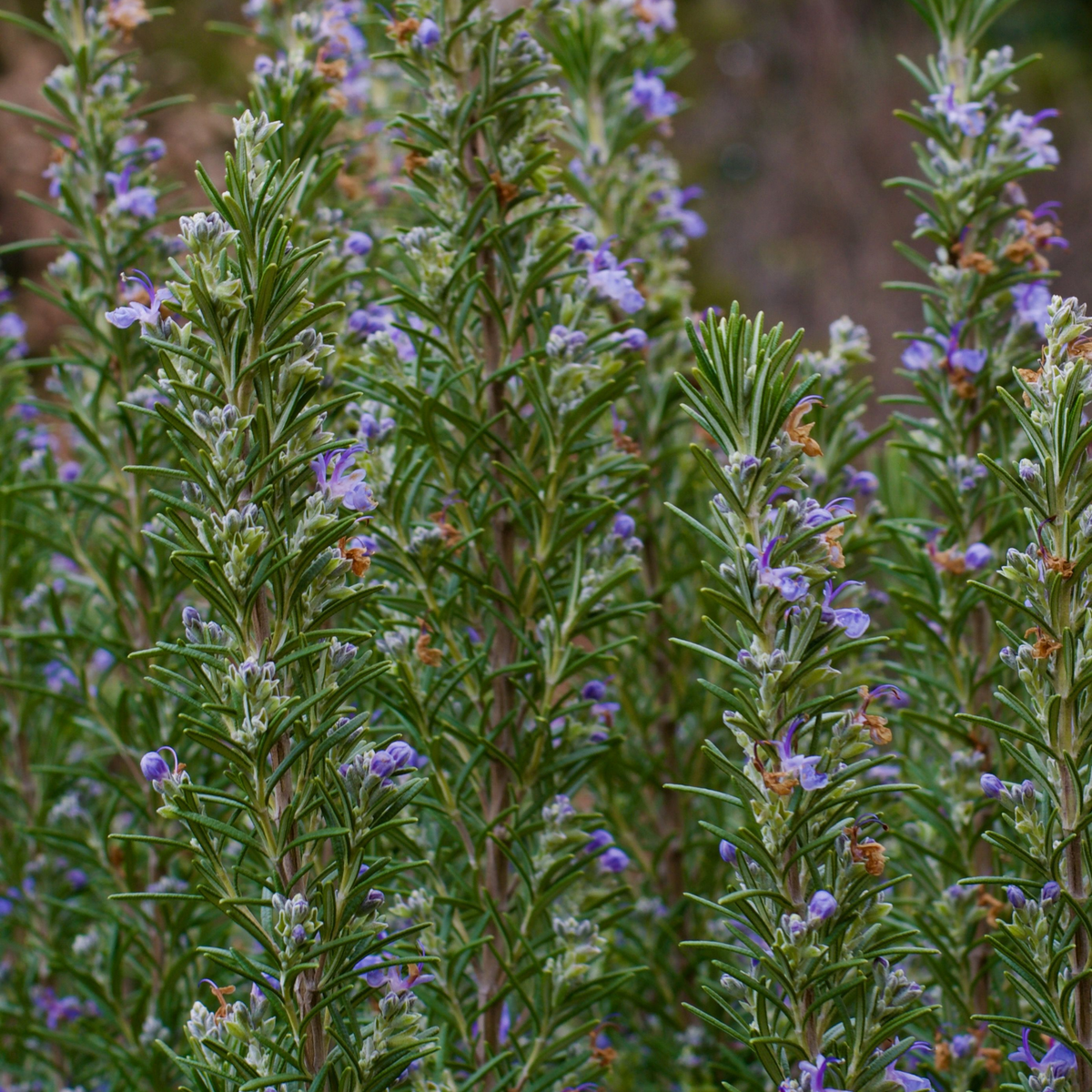 a close up of many stocks of tuscan blue rosemary plants with green herb leaves and blueish flowers in an outdoor garden setting