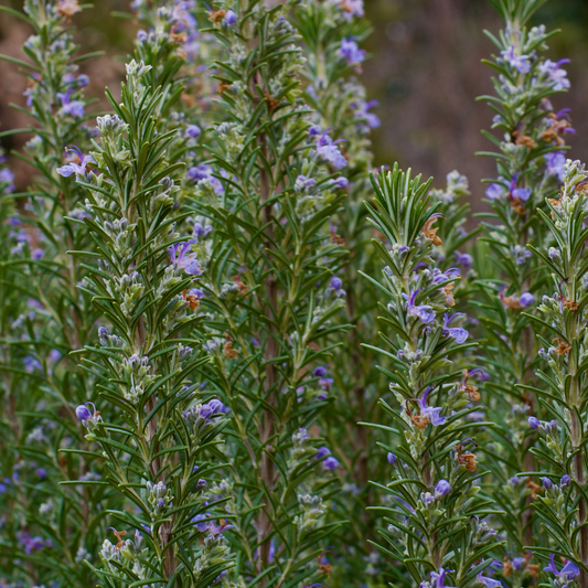 a close up of many stocks of tuscan blue rosemary plants with green herb leaves and blueish flowers in an outdoor garden setting