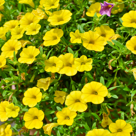 many bright yellow uno yellow calibrachoa flowers with darker centres in an outdoor garden setting