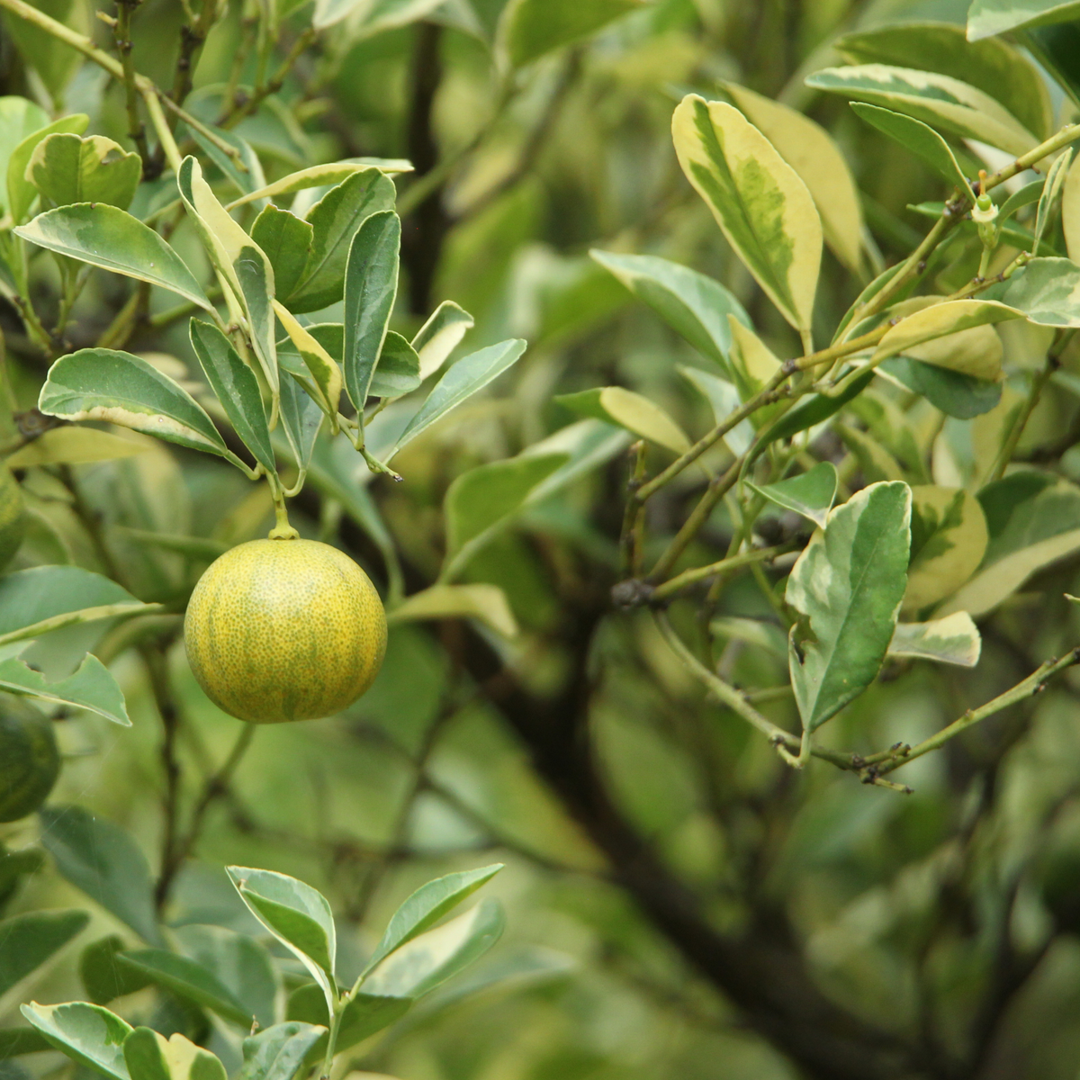 a leafy variegated citrus variegated kumquat plant with one yellow and green kumquat growing amongst the foliage in an outdoor setting