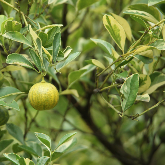 a leafy variegated citrus variegated kumquat plant with one yellow and green kumquat growing amongst the foliage in an outdoor setting
