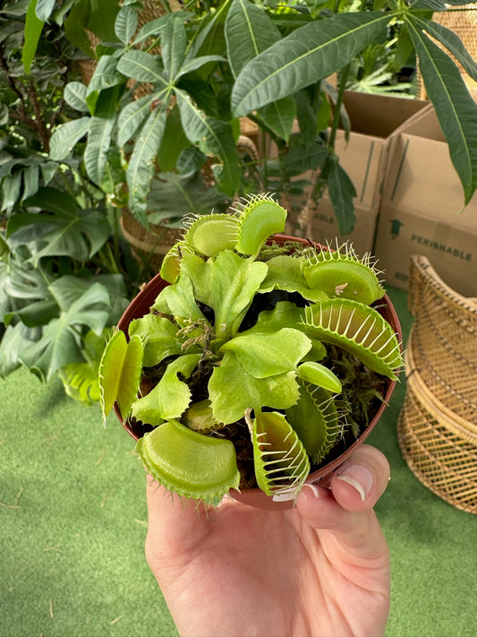 Hand holding a Venus flytrap plant in a pot with a green background