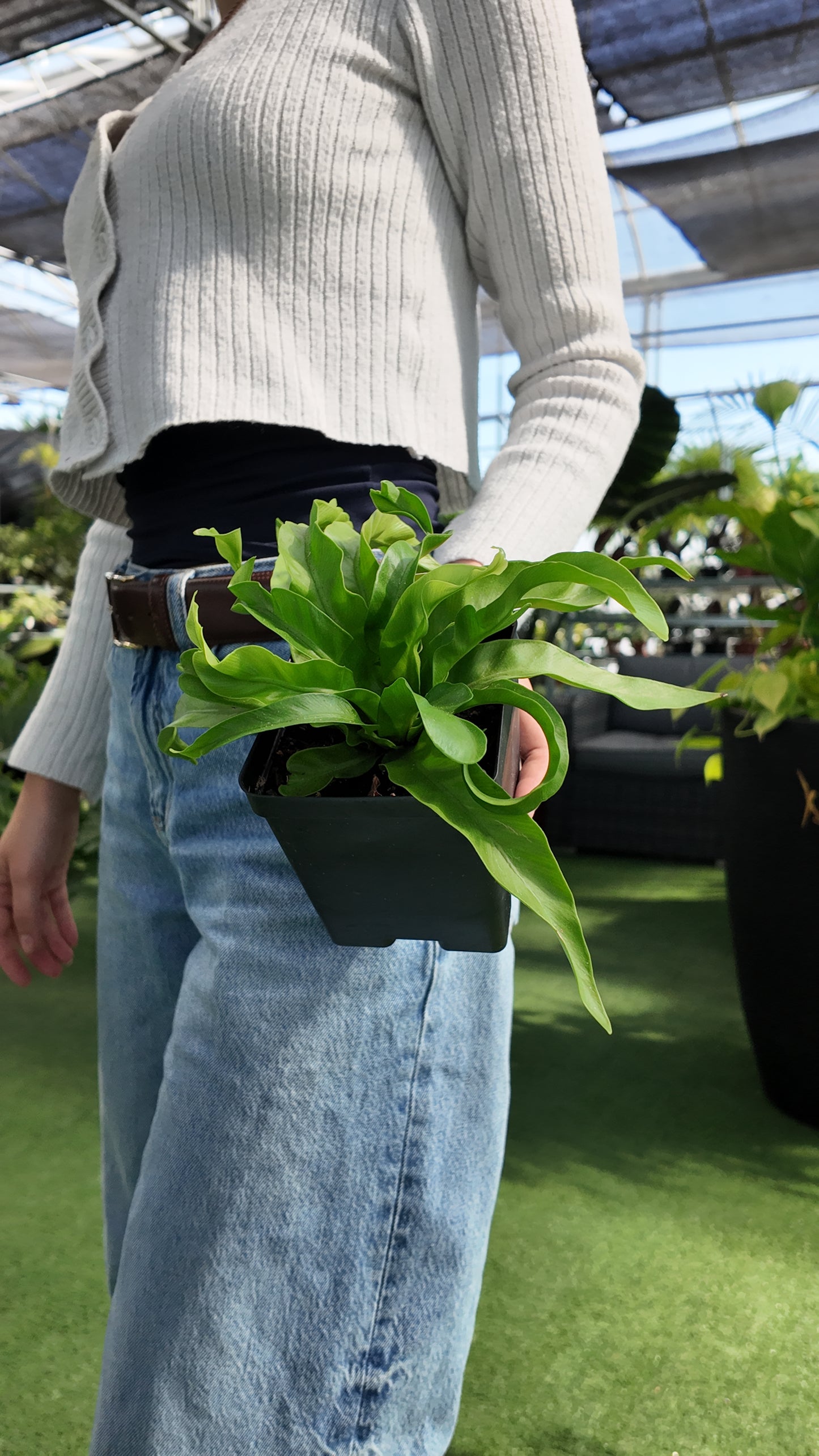 Person holding a potted Victorias birds nest plant in a greenhouse setting