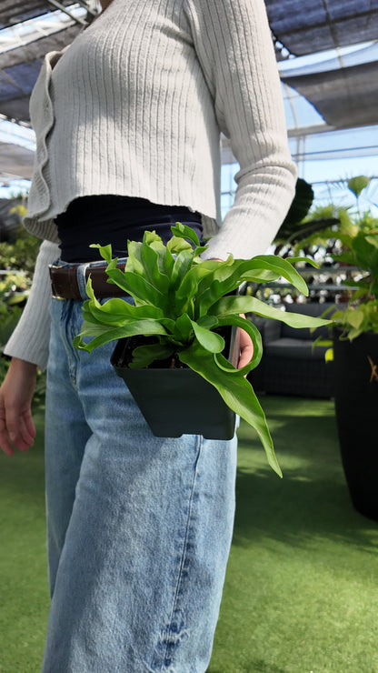 Person holding a potted Victorias birds nest plant in a greenhouse setting