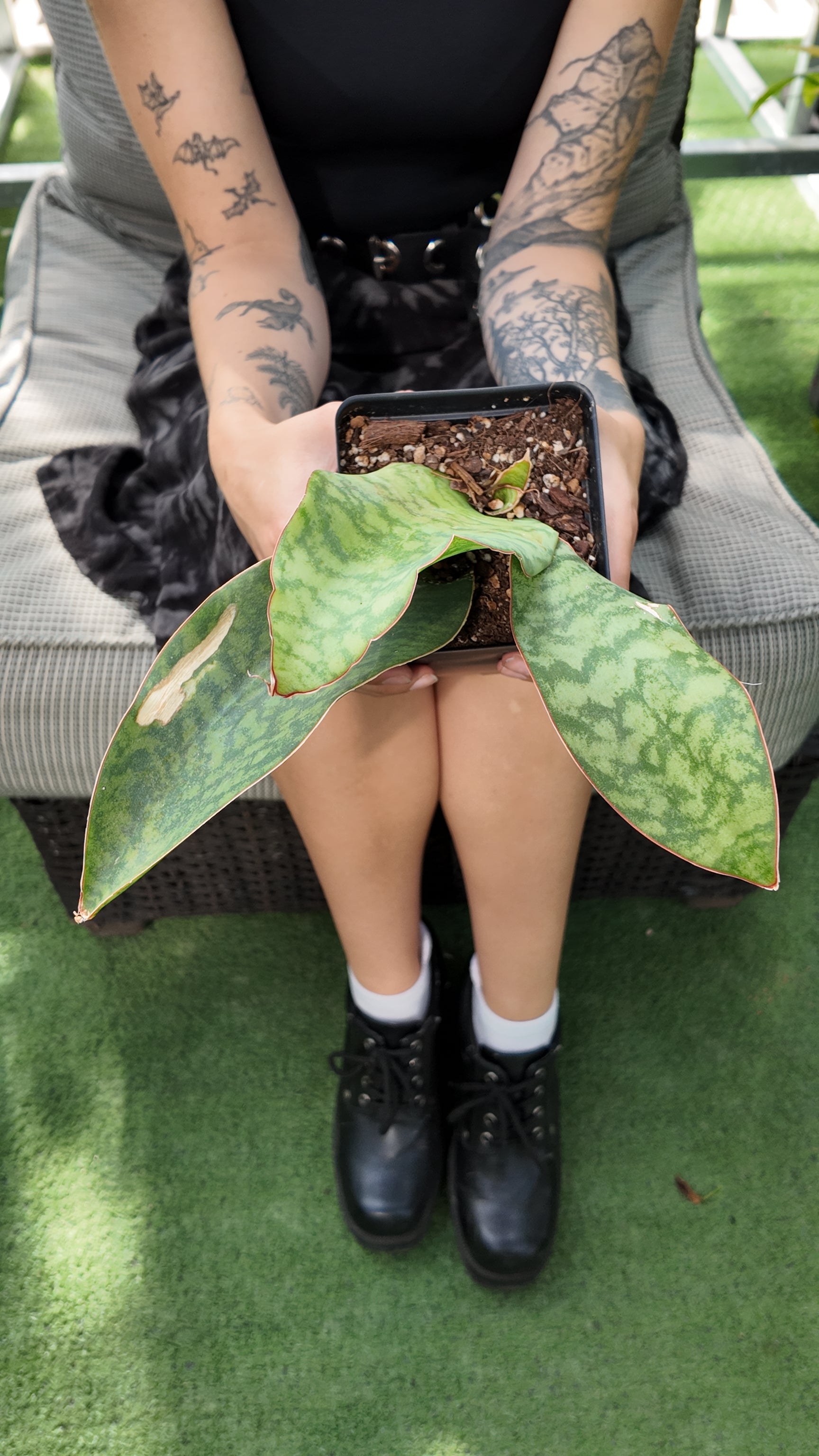 person holding a sansevieria Victoria double leaf plant in a greenhouse setting