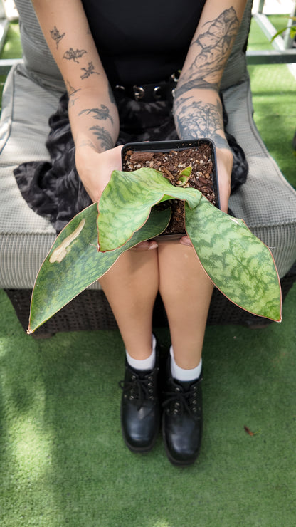person holding a sansevieria Victoria double leaf plant in a greenhouse setting