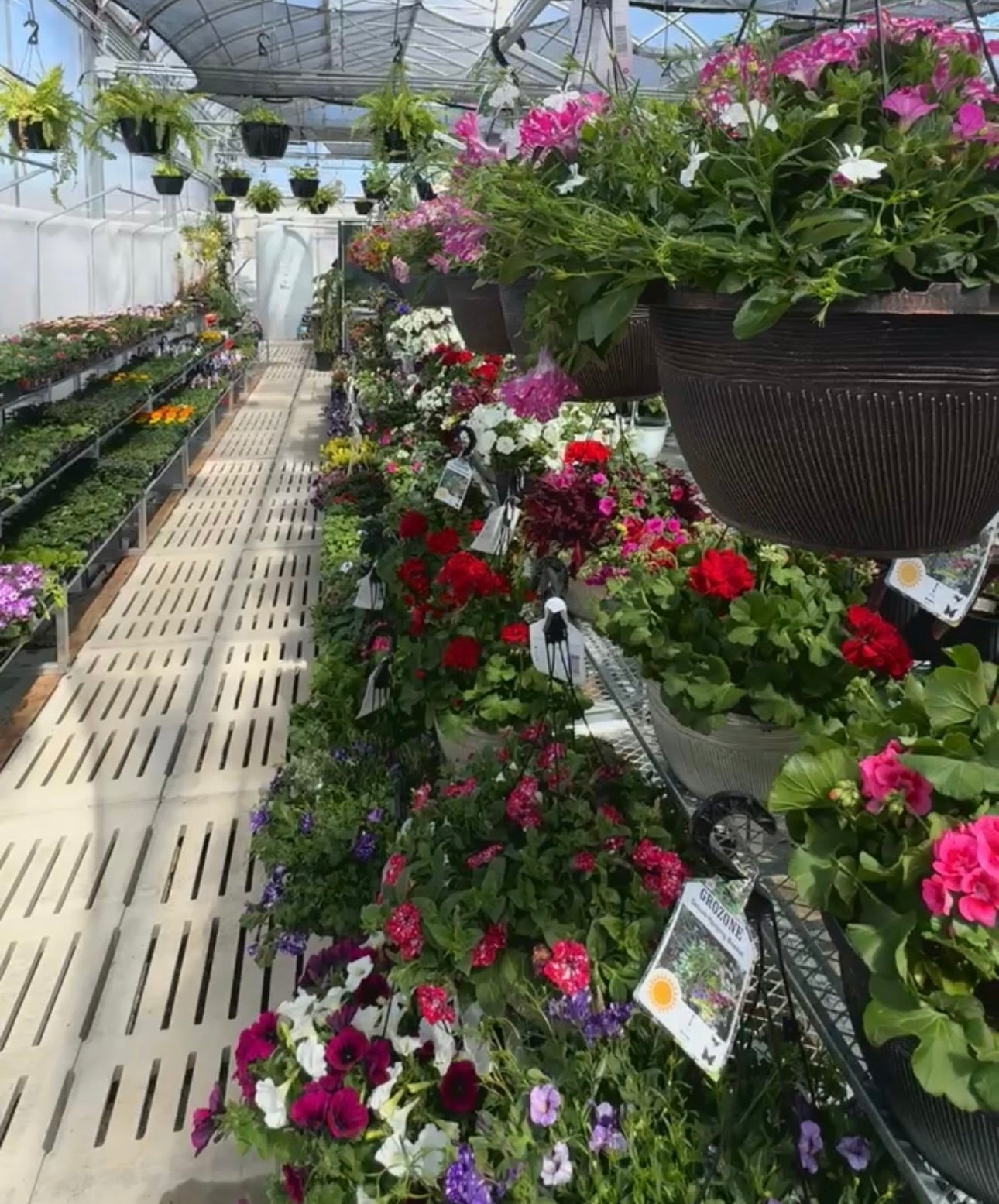 10 HB PANSY COOL WAVE ASSORTMENT