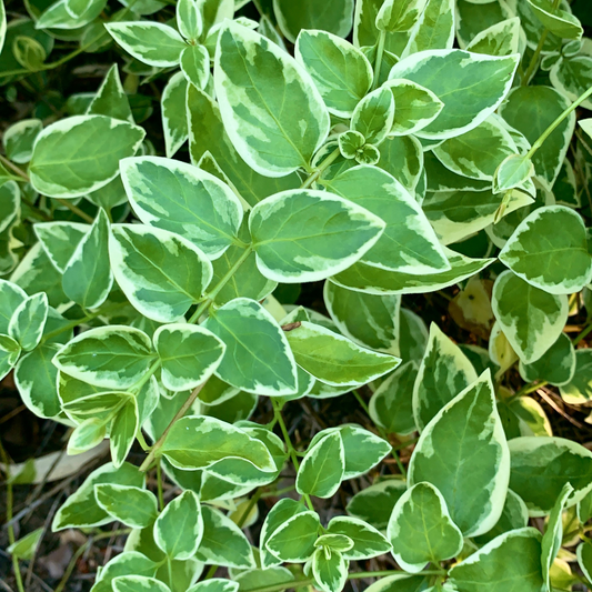 Close-up of a variegated green vinca vine green plant with oval leaves featuring bright green centers and creamy white margins, growing densely.