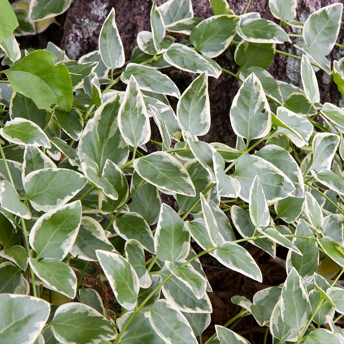 a close up of ale green variegated with white wining leaves of a vinca vine variegata plants in an outdoor setting