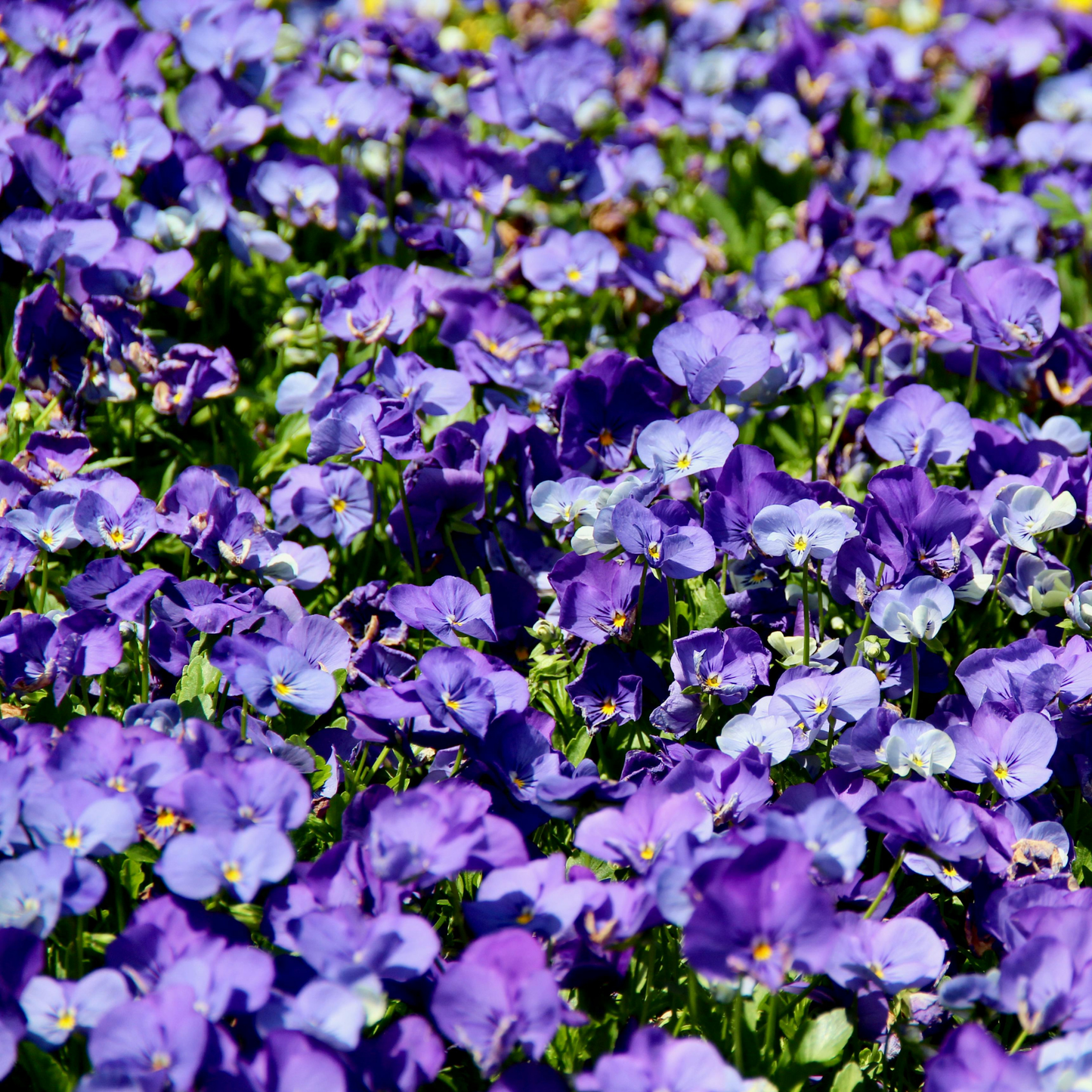 a field full of bright purple viola penny purple picot flowers with yellow middles, surrounded by green leaves in an outdoor setting