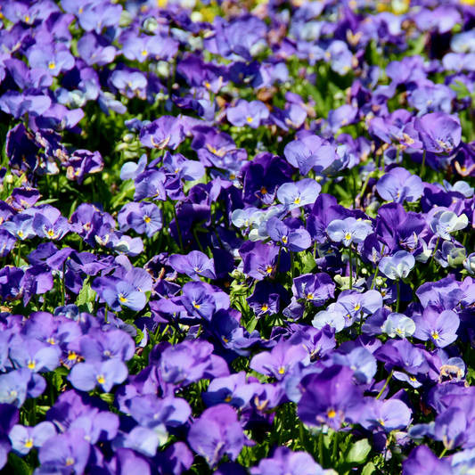 a field full of bright purple viola penny purple picot flowers with yellow middles, surrounded by green leaves in an outdoor setting