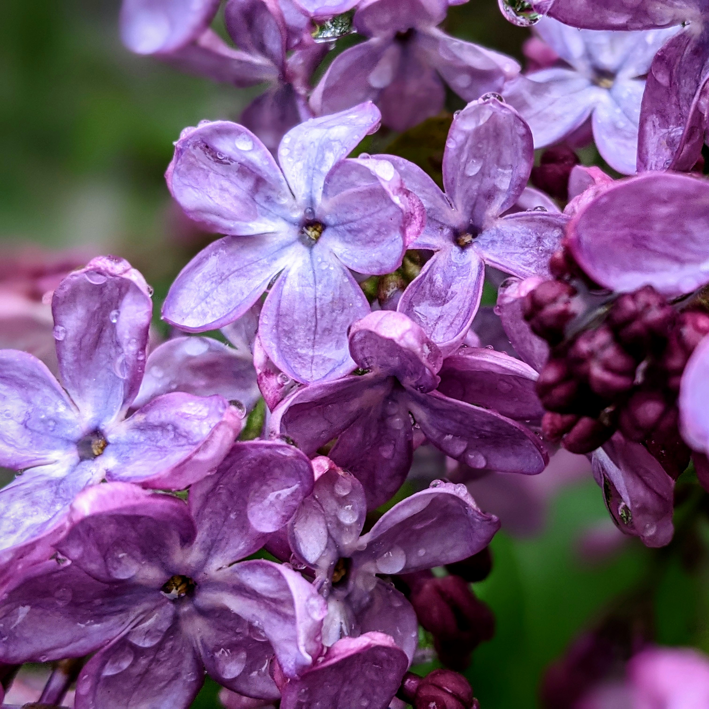 Close-up of light purple virtual violet lilac flowers with water droplets on the petals, set against a soft blurred green background.