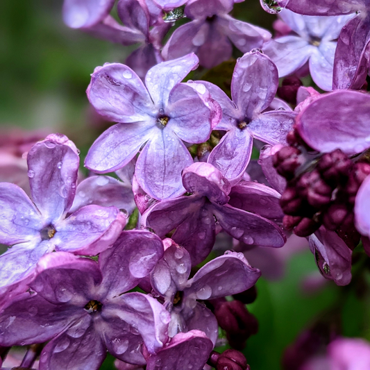 Close-up of light purple virtual violet lilac flowers with water droplets on the petals, set against a soft blurred green background.