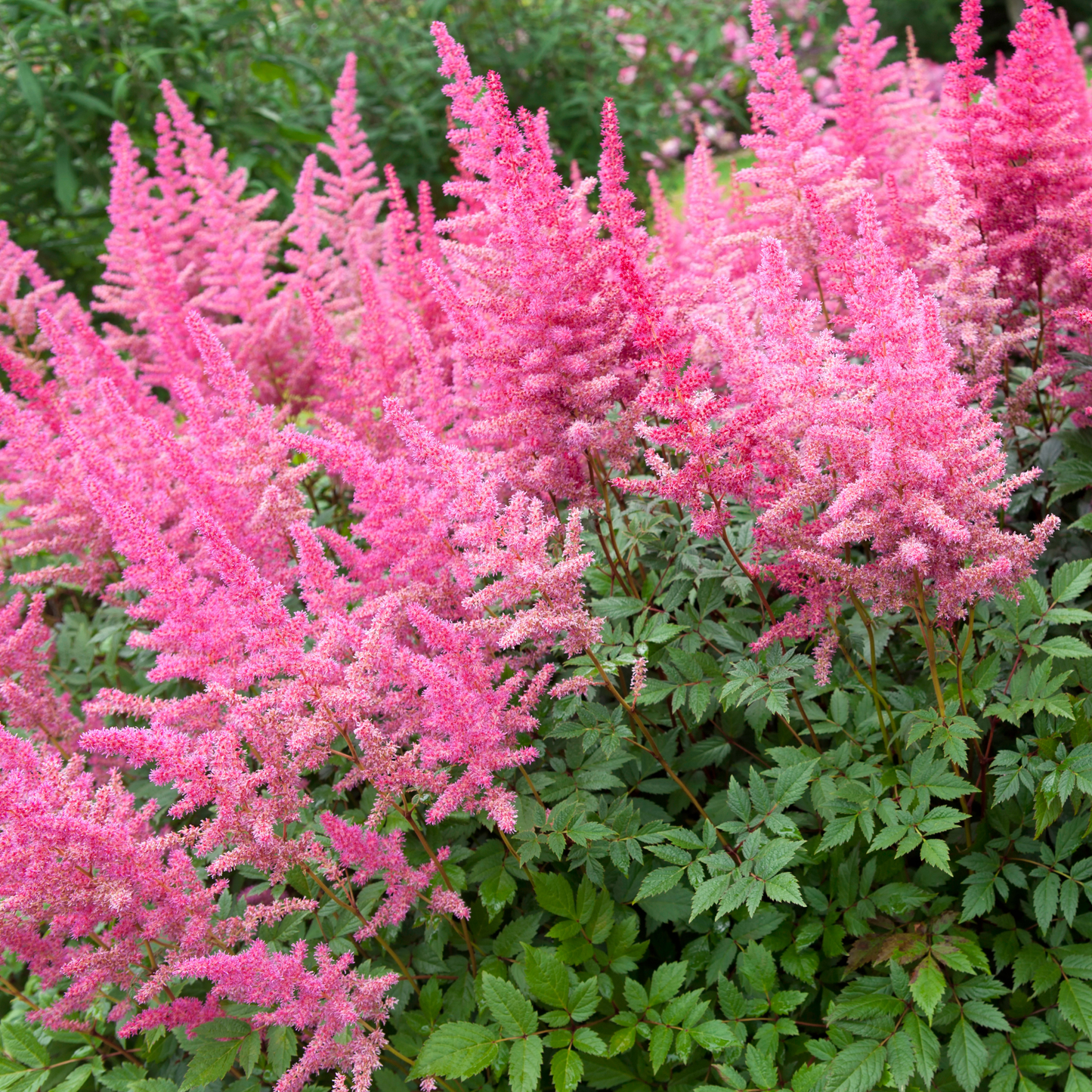 Pink astilbe flowers blooming in a garden bed with green foliage.