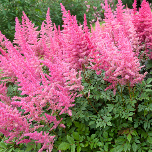 Pink astilbe flowers blooming in a garden bed with green foliage.