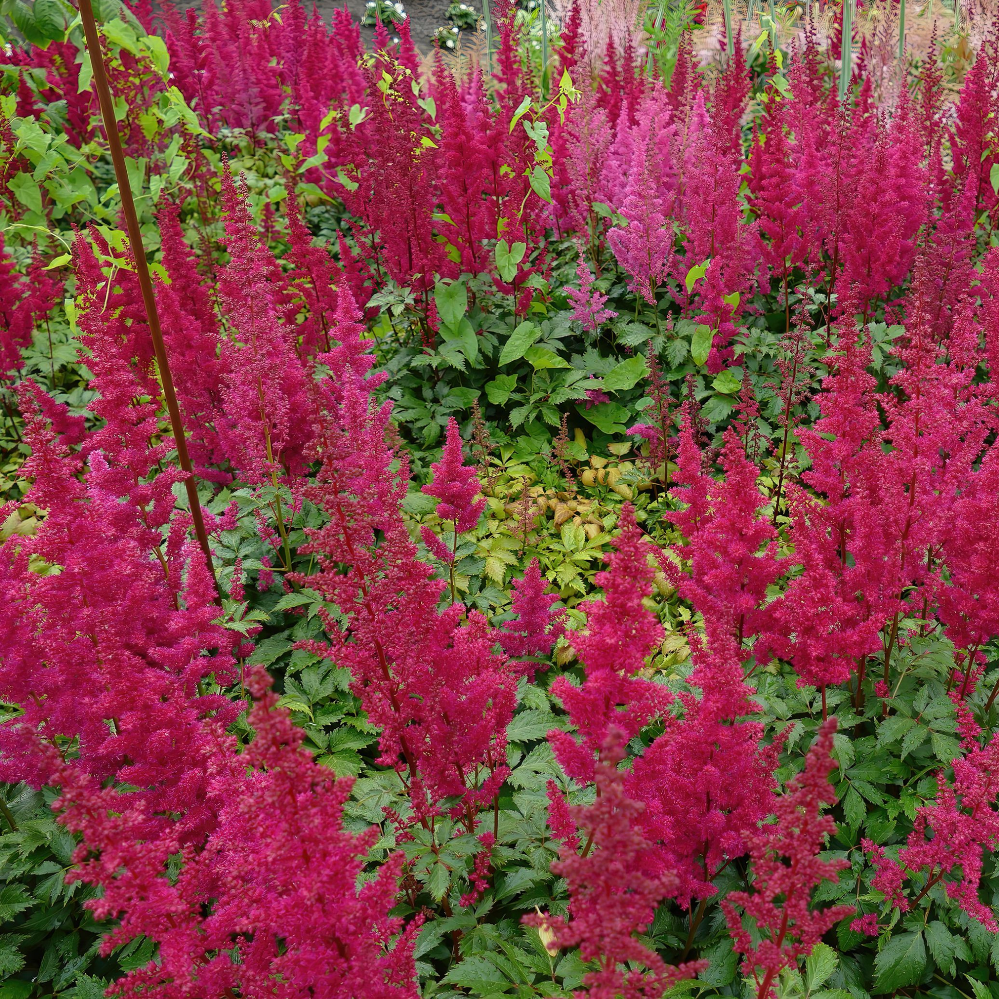 many bright pink vision in red Chinese astilbe flowers growing on long dark red stems surrounded by bright green foliage in an outdoor garden setting