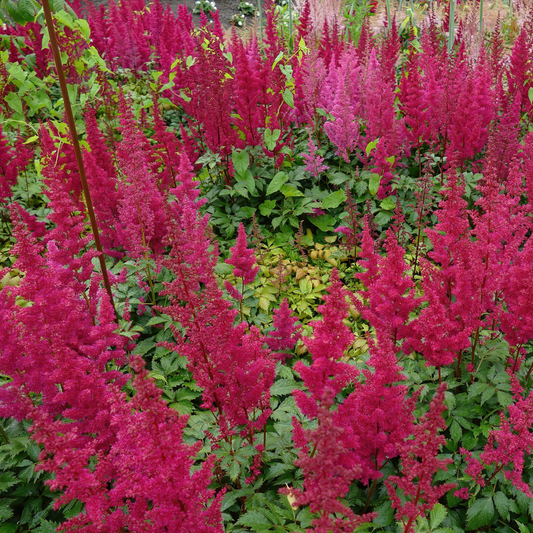 many bright pink vision in red Chinese astilbe flowers growing on long dark red stems surrounded by bright green foliage in an outdoor garden setting