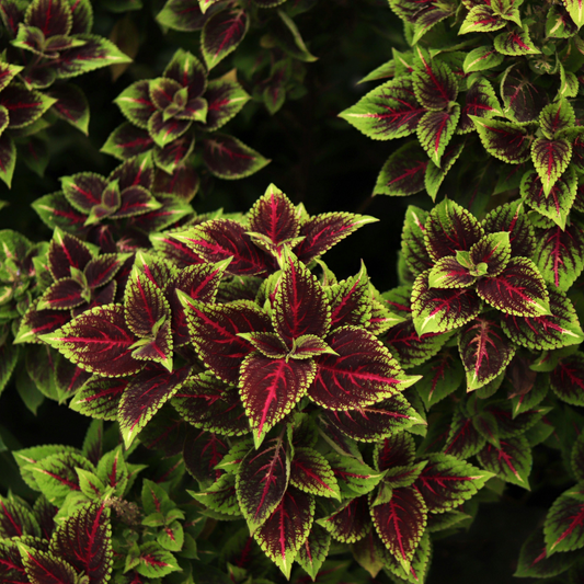 an overhead view of bright red leaves with neon green edges of a volcanic solar faire coleus plant with a background