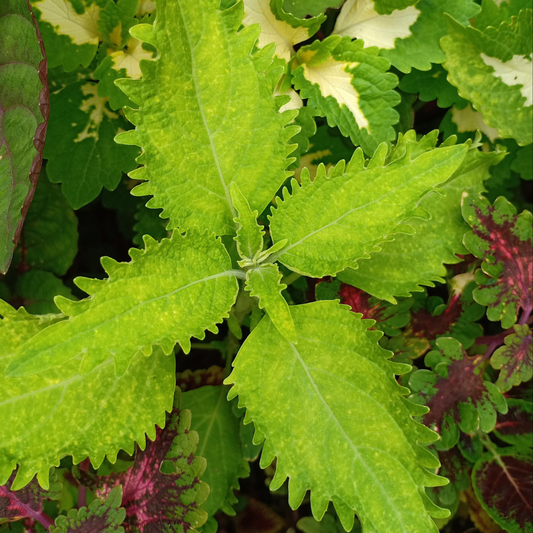 an overhead shop of right green serrated edged leaves of a volcanic wasabi coleus plant in an outdoor garden setting