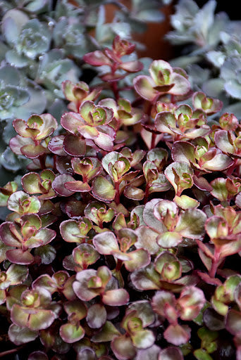 Voodoo Stonecrop