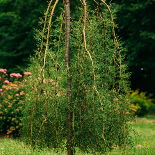 a small walker weeping caragana tree with weeping like branches in an outdoor garden setting