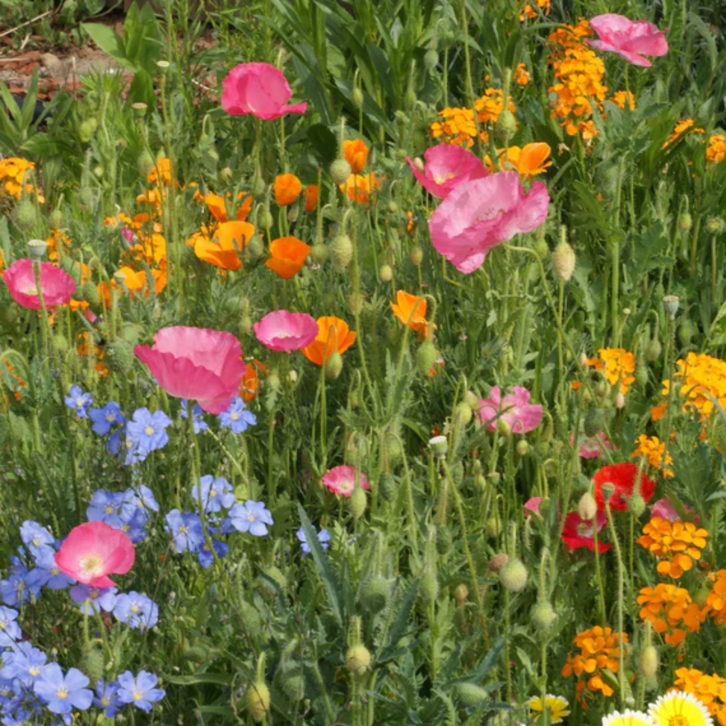 a field of brightly coloured Waterwise wildflowers