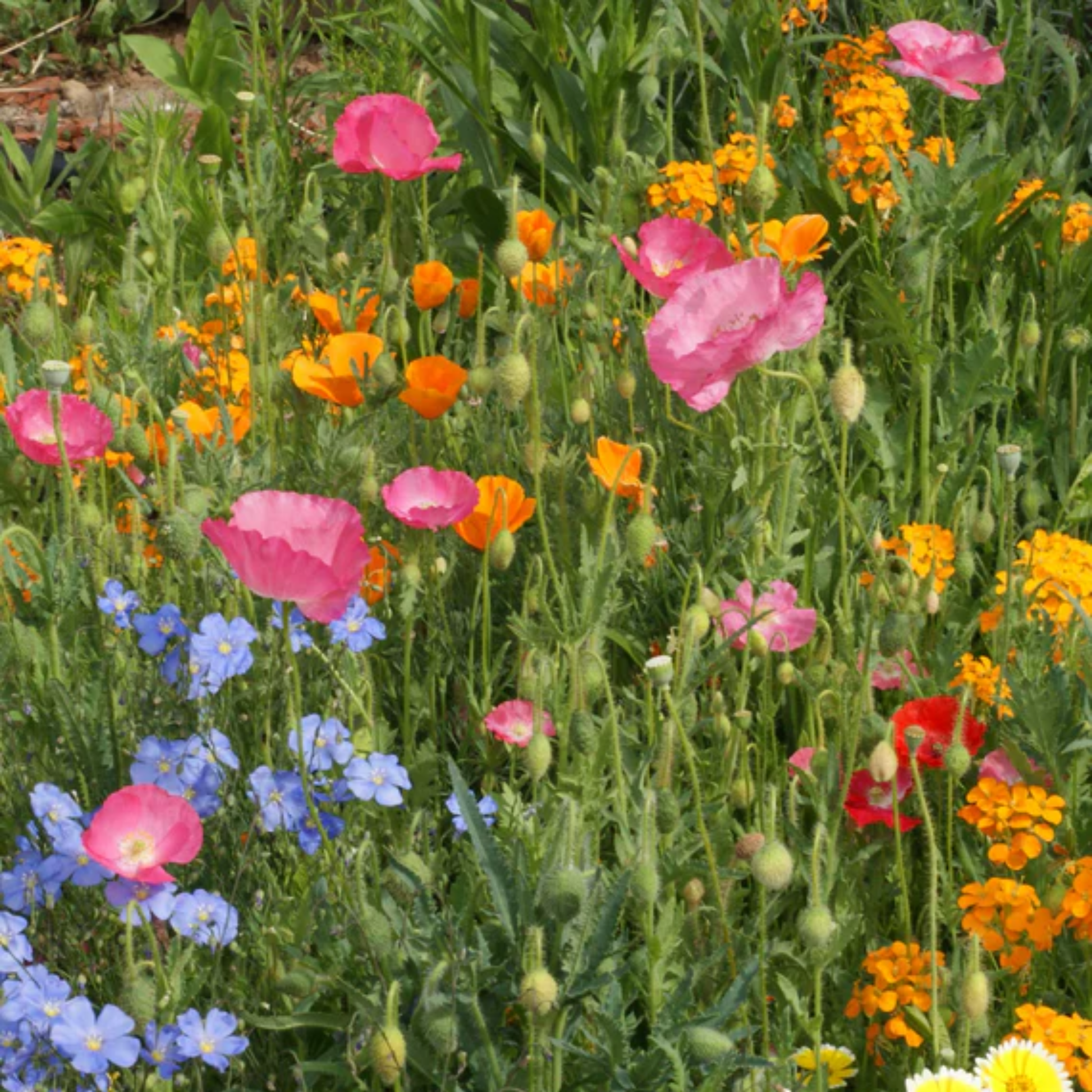 a field of brightly coloured Waterwise wildflowers