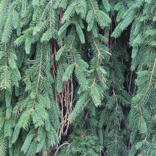 a close up of many piney branches of a weeping Norway spruce tree in an outdoor setting