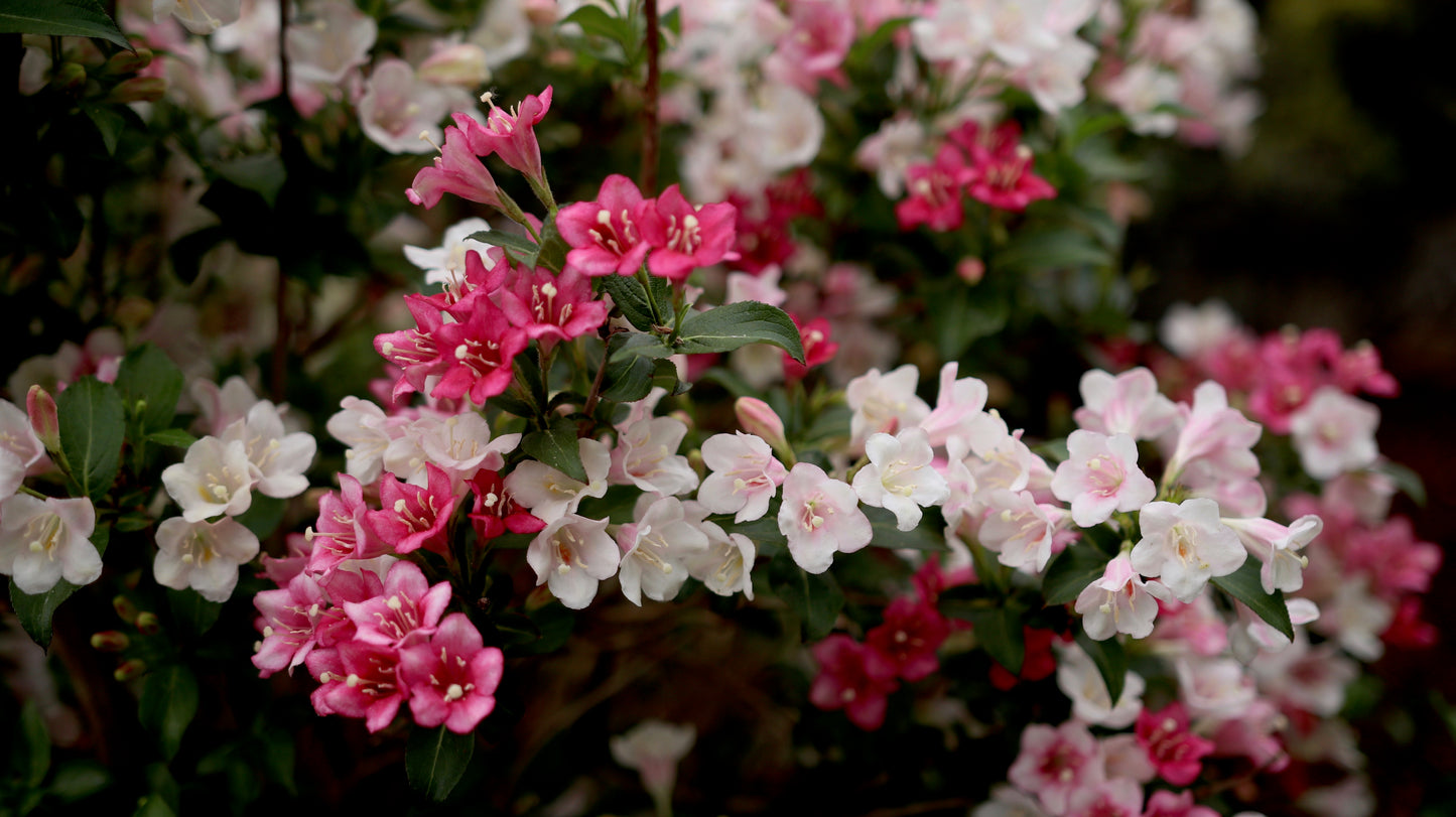 Czechmark Trilogy™ Weigela (PW)