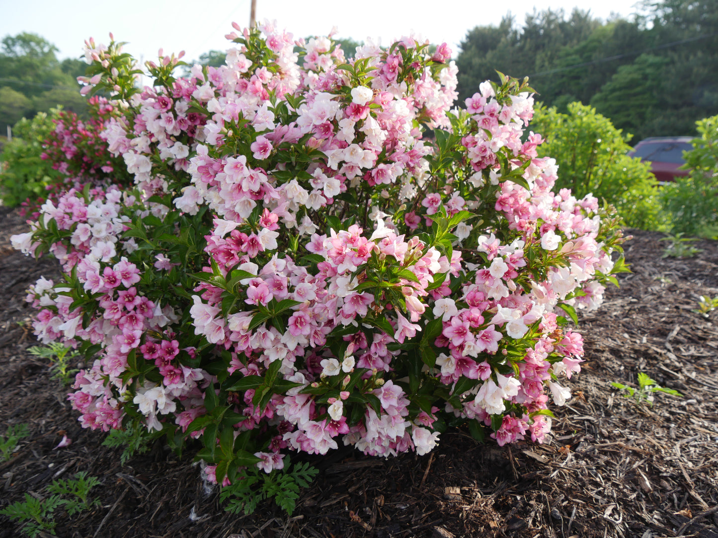 Czechmark Trilogy™ Weigela (PW)