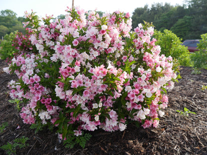 Czechmark Trilogy™ Weigela (PW)
