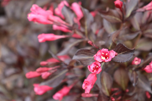 Weigela Midnight Wine Shine® (PW)