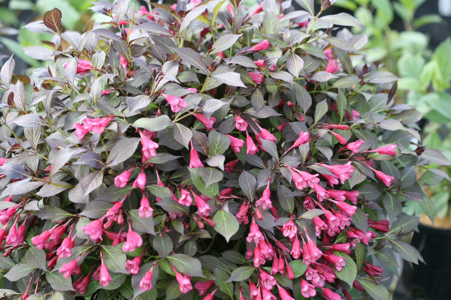 Weigela Midnight Wine Shine® (PW)