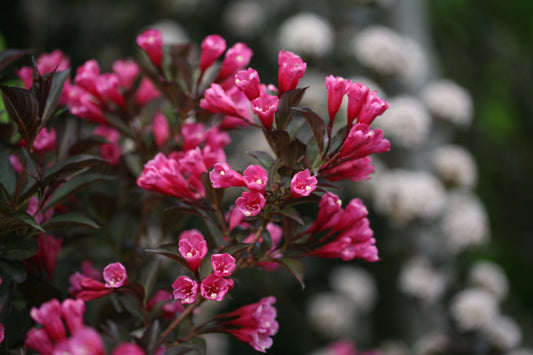 Wine & Roses® Weigela (PW)