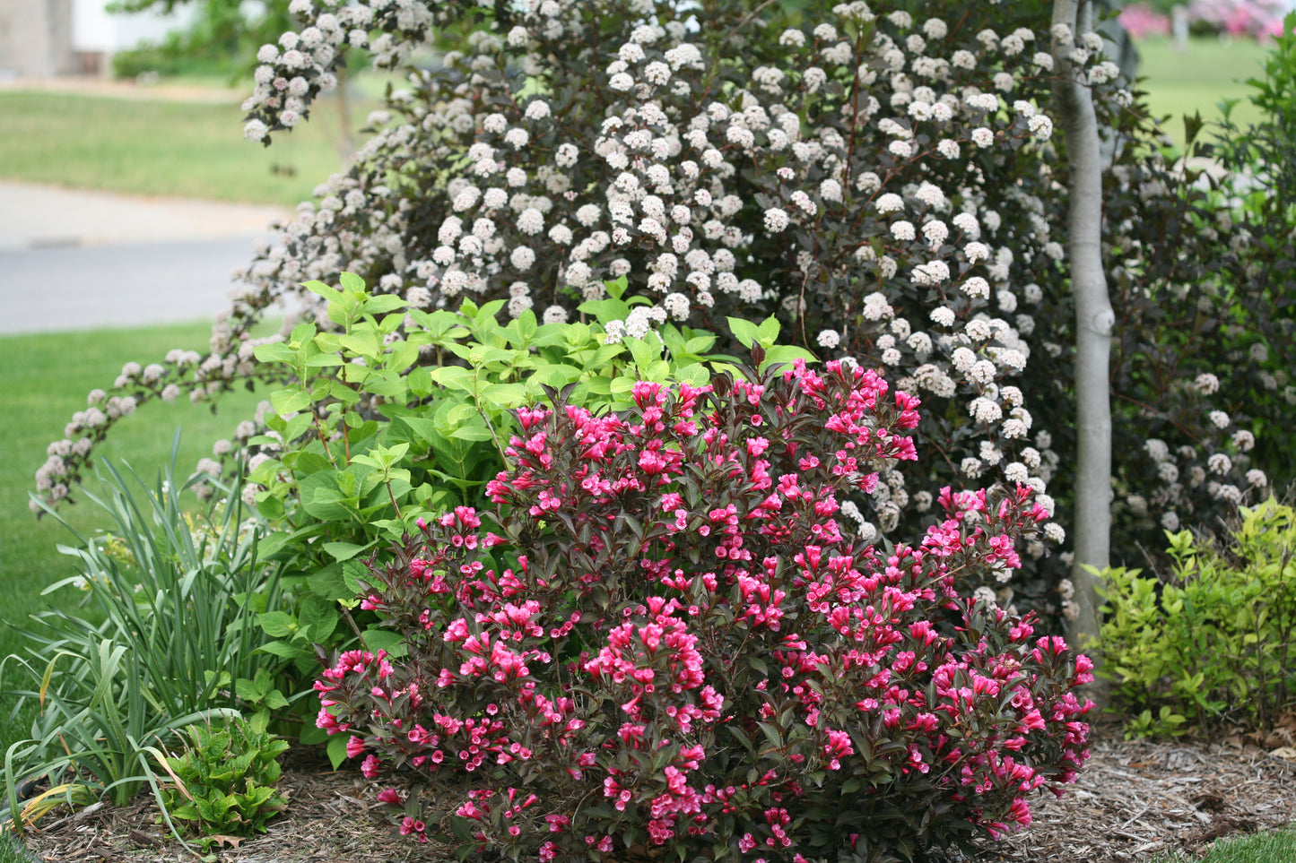 Wine & Roses® Weigela (PW)