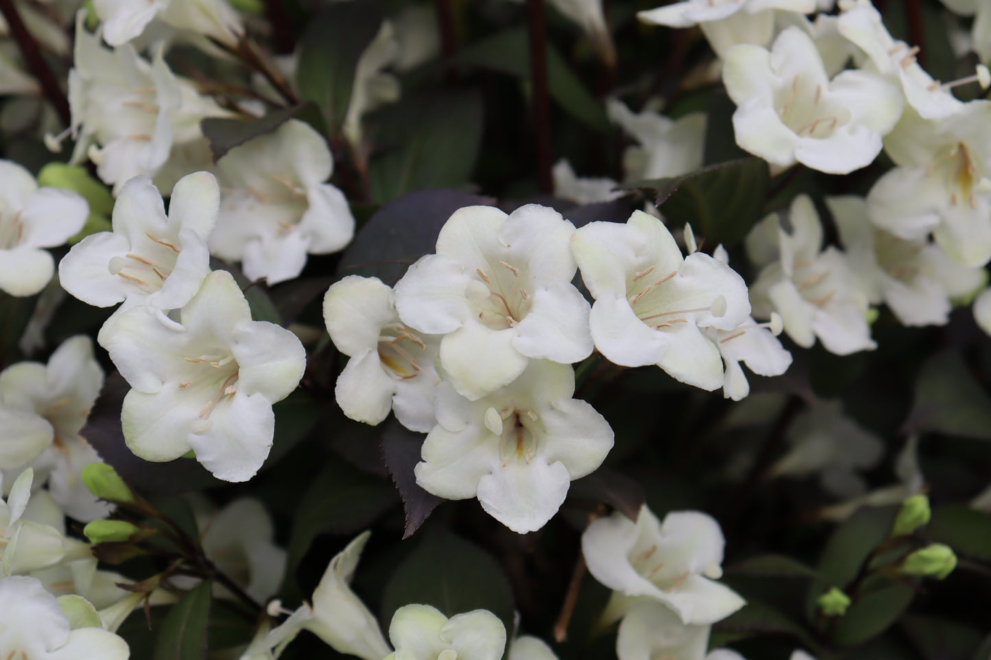 Wine & Spirits® Weigela (PW)