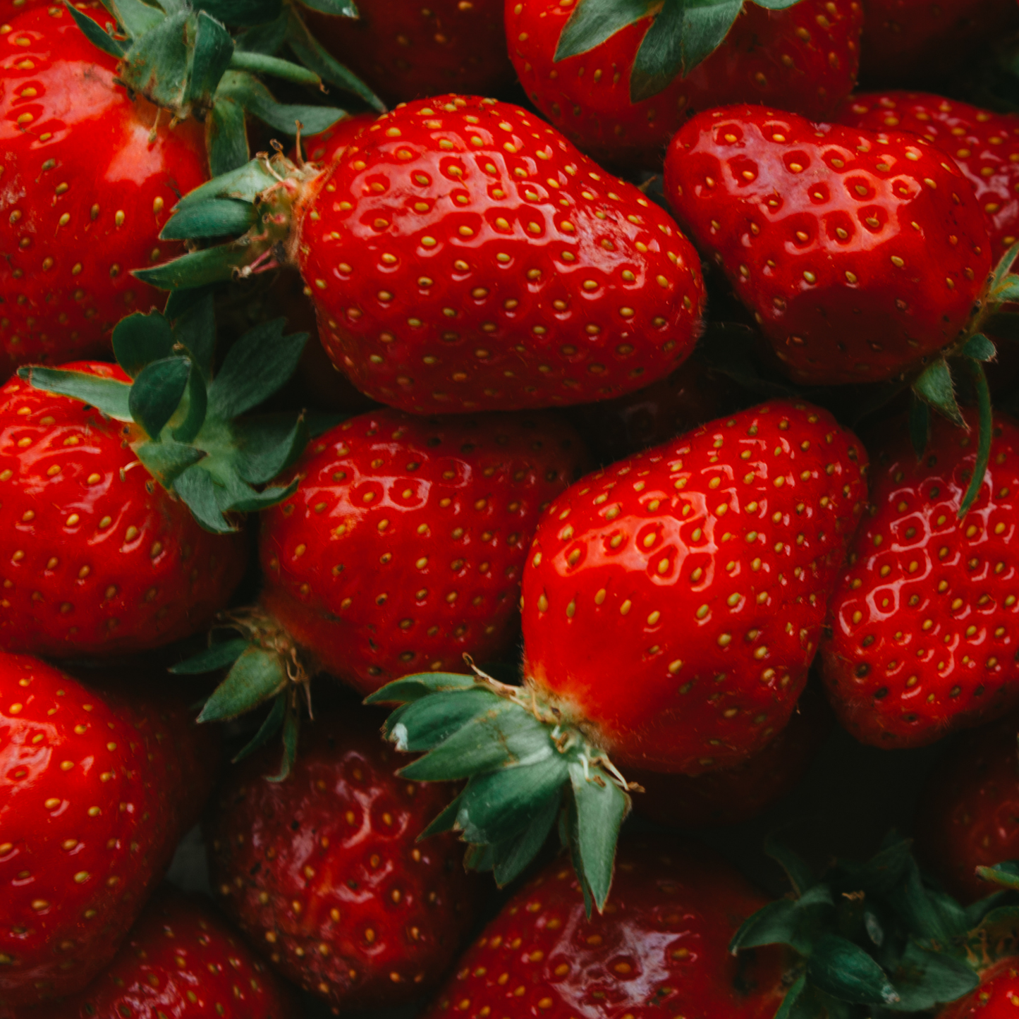 a close up of a large pile of bright red Wendy strawberries with green stems