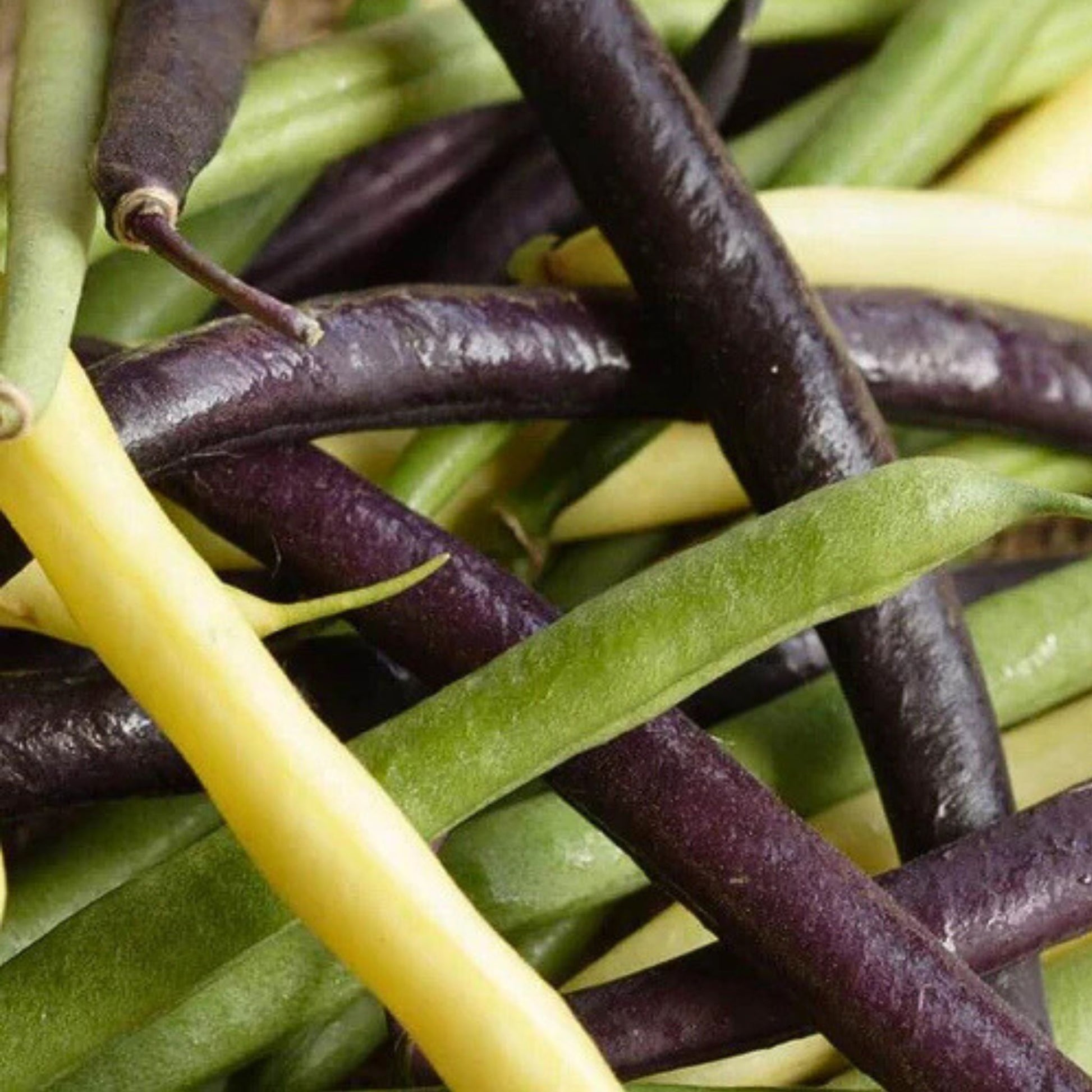 Close-up of green, purple, and yellow beans grown from west coast seeds 