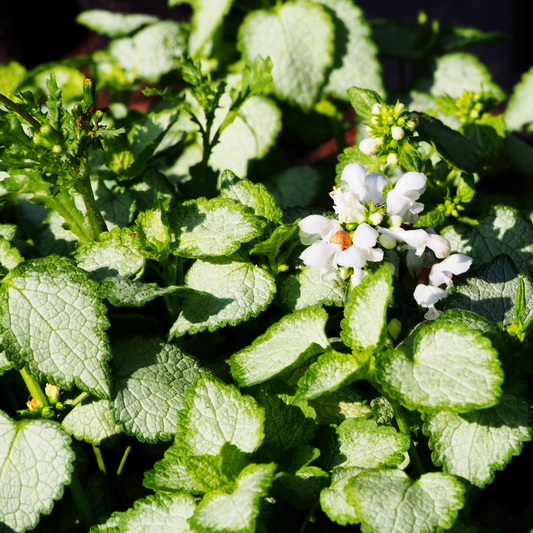 a close up of the pale green leaves and white flowers of a white Nancy dead nettle plant