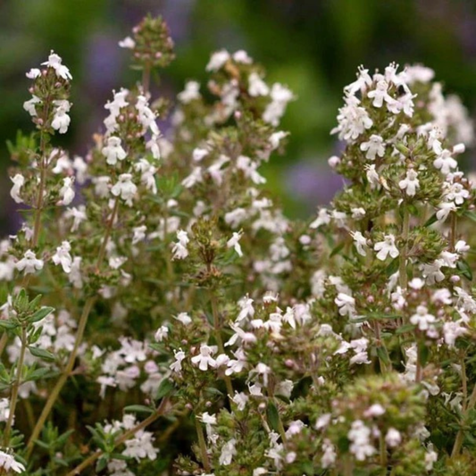 a picture of white flowers on w winter thyme plant with a blurred background 