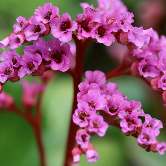 a close up of pink winter glow bergenia flowers with red stems and a soft blurred green background