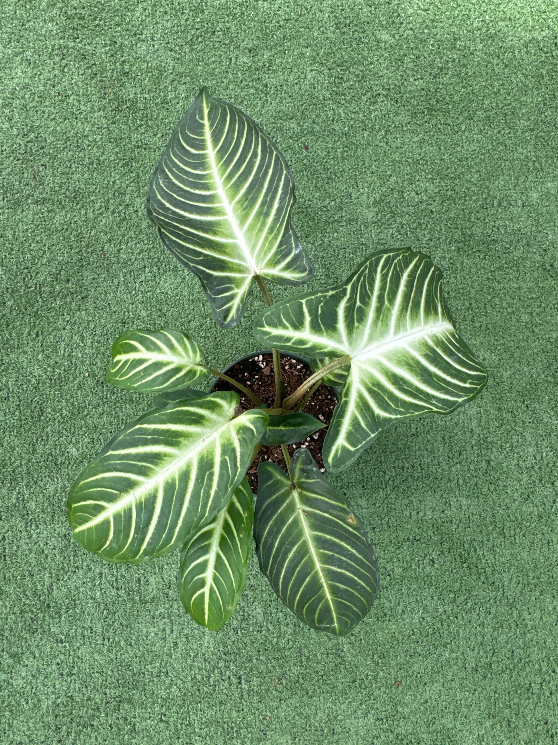 Green Xanthosama Lindenii plant with white veins on a green background