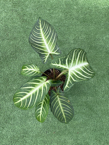 Green Xanthosama Lindenii plant with white veins on a green background