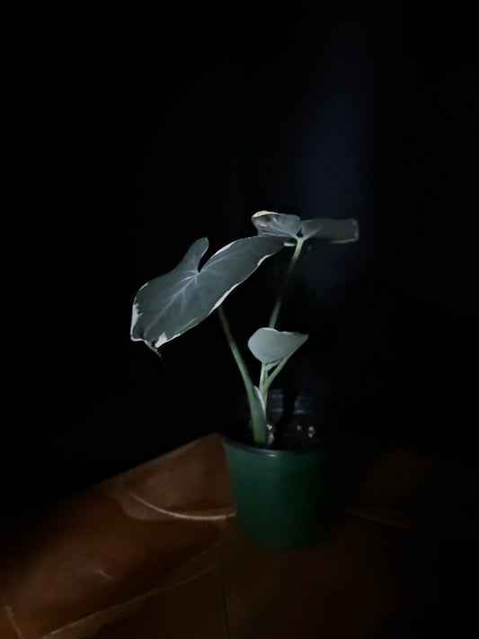 potted Xanthosoma Mickey Mouse plant with dark background