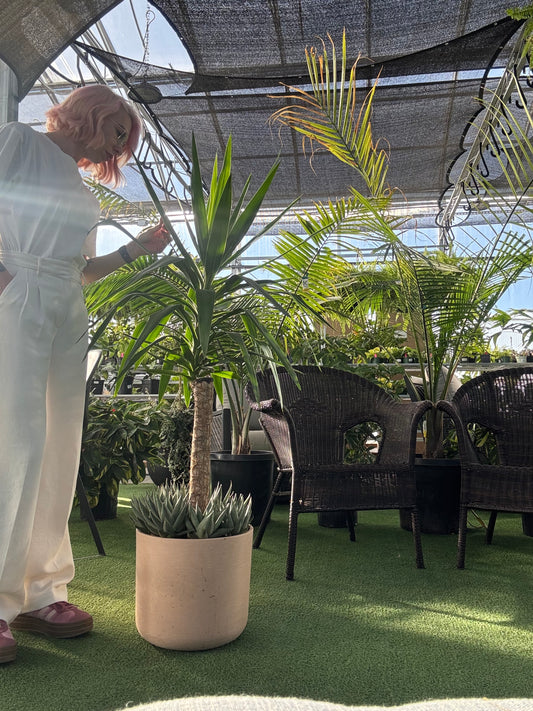 Person standing next to a potted yucca plant arrangement in a greenhouse setting